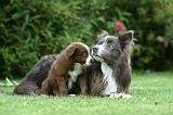 BORDER COLLIE 1229